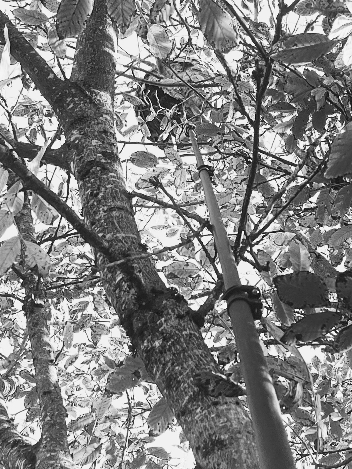 nid de frelon, guêpe